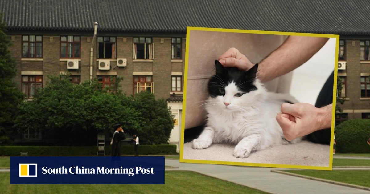 Pembunuh kucing China ‘berbakat’ ditolak oleh universitas top meskipun mendapat nilai tertinggi dalam ujian masuk ilmu nuklir